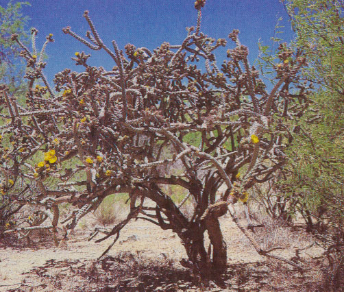 staghorn cholla with flowers
