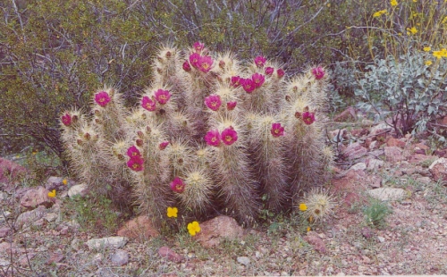 hedgehog cactus with flowers